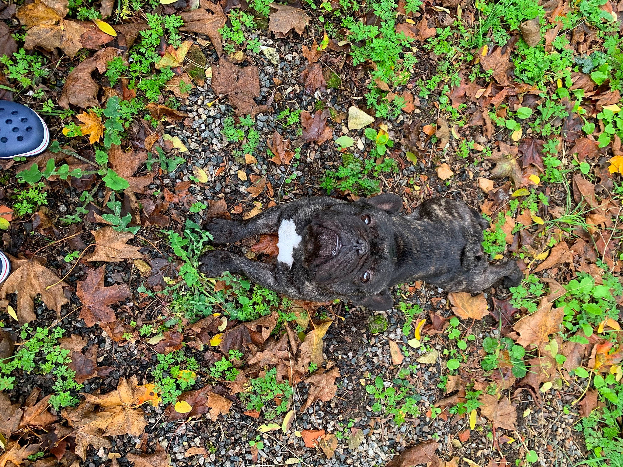 Mac a rejoint le concours — aidez-le/la à gagner de superbes lots ! asphalt, beak, bird, canidae, deciduous, fur, grass, groundcover, leaf, plant, pollution, shadow, soil, sporting_group, tail, terrestrial_animal, tree, trunk, wildlife, wood