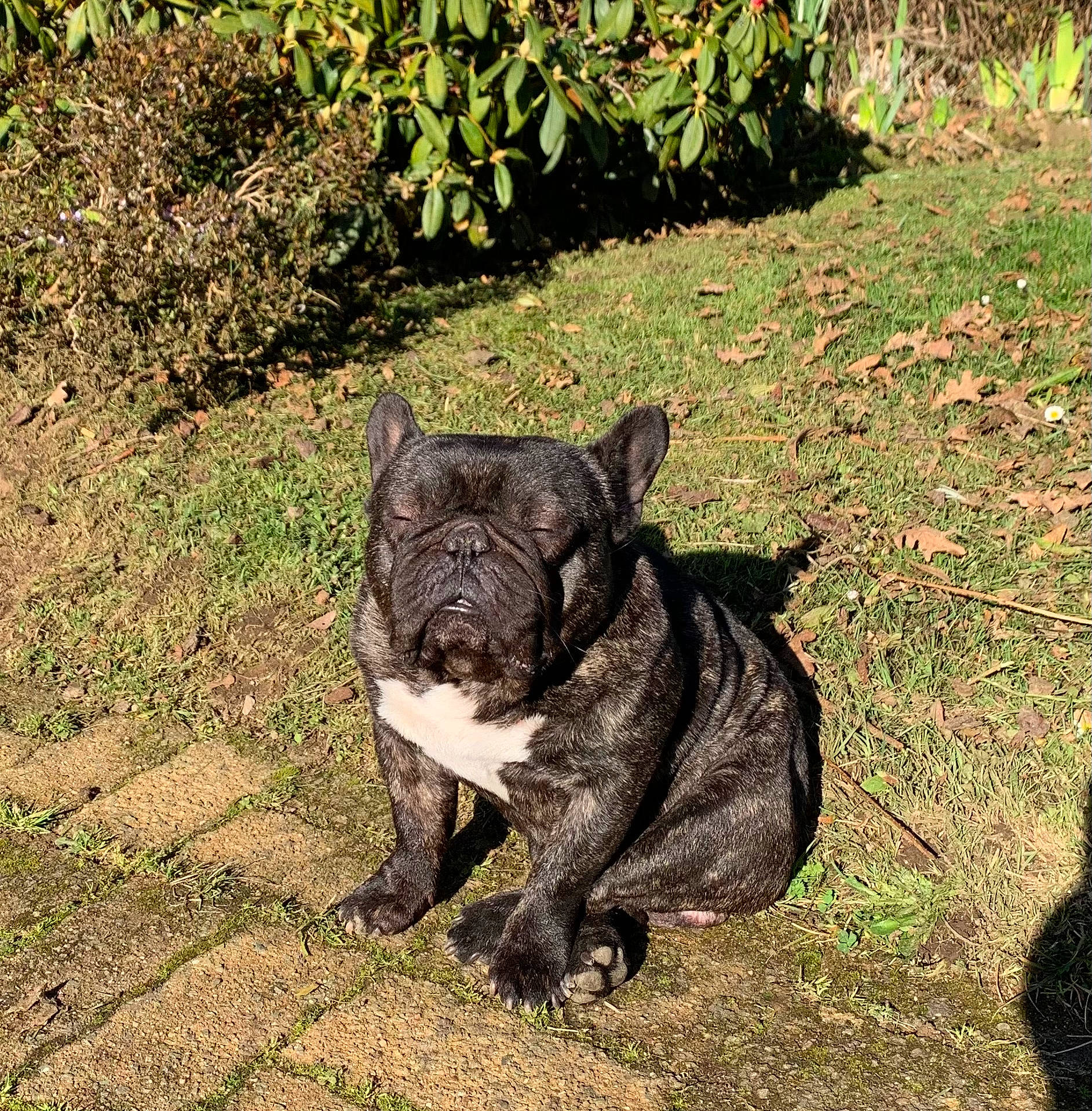 Mac a rejoint le concours — aidez-le/la à gagner de superbes lots ! bulldog, canidae, carnivore, companion_dog, dog, dog_breed, fawn, grass, groundcover, molosser, non_sporting_group, plant, puppy, snout, soil, sporting_group, tail, terrestrial_animal, wildlife, working_animal