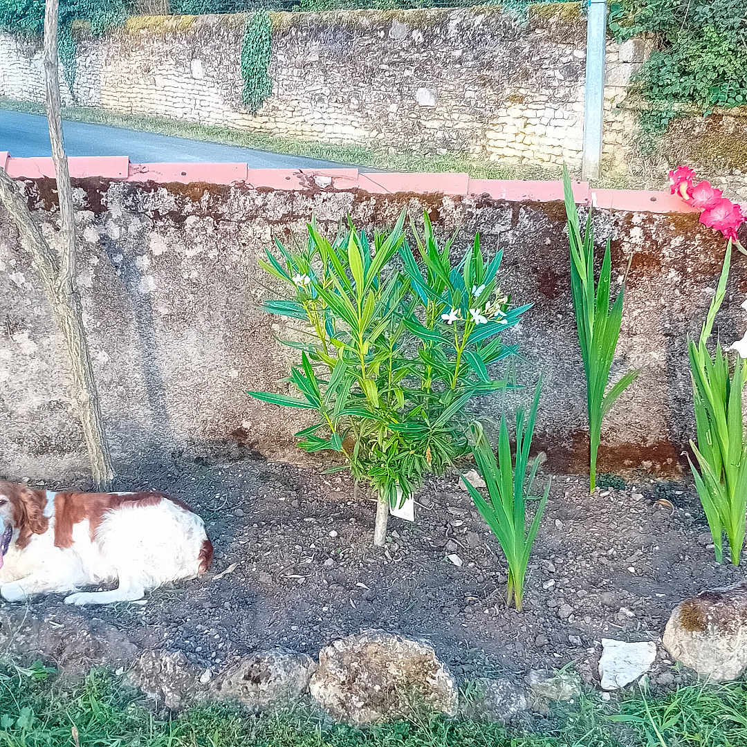 Javelle