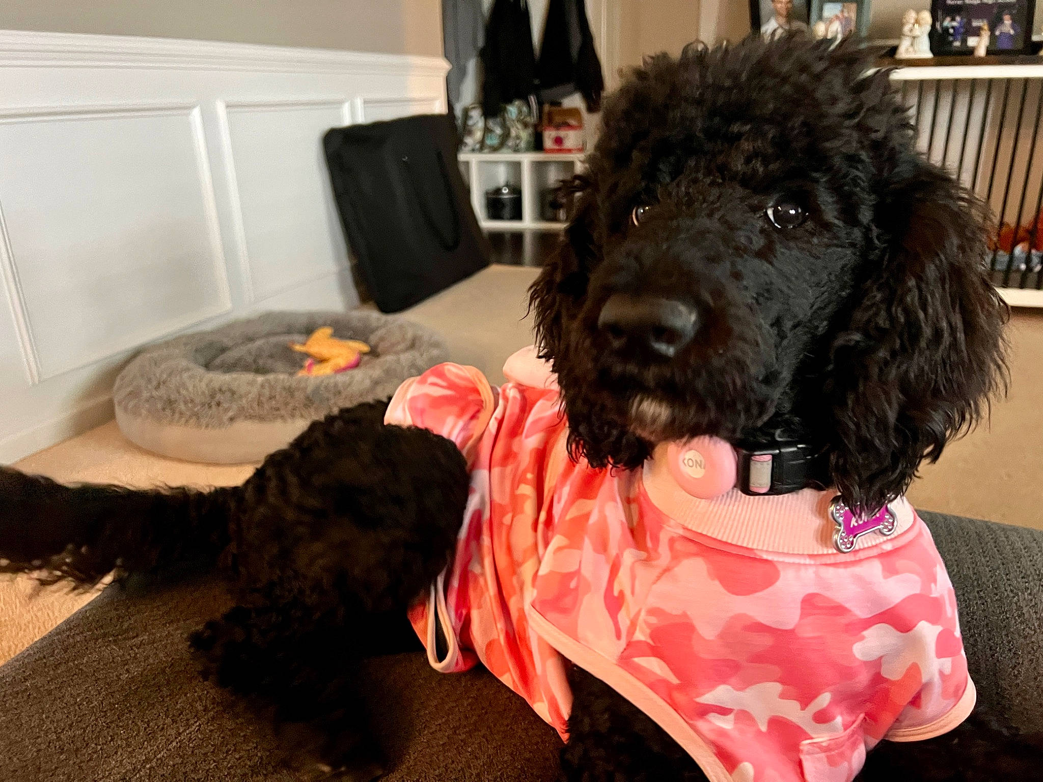 Kona is registered to the contest to win money with this photo: canidae, carnivore, collar, comfort, companion_dog, dog, dog_breed, dog_supply, flooring, fur, irish_water_spaniel, labradoodle, liver, poodle, snout, sporting_group, standard_poodle, toy_dog, water_dog, working_animal