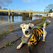 Domino joined the competition — help win amazing prizes! animal, blue_sky, bridge, bumblebee, canine, costume, cute, daytime, dog, leash, nature, outdoor, path, pet, playful, river, sunlight, trees, walking, water