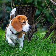 Sam a rejoint le concours — aidez-le/la à gagner de superbes lots ! dog, beagle, grass, forest, nature, outdoor, pet, canine, animal, sniffing, ears, collar, tag, greenery, tree_stump, walking, side_view, fur, mammal, curious