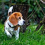dog, beagle, grass, forest, nature, outdoor, pet, canine, animal, sniffing, ears, collar, tag, greenery, tree_stump, walking, side_view, fur, mammal, curious