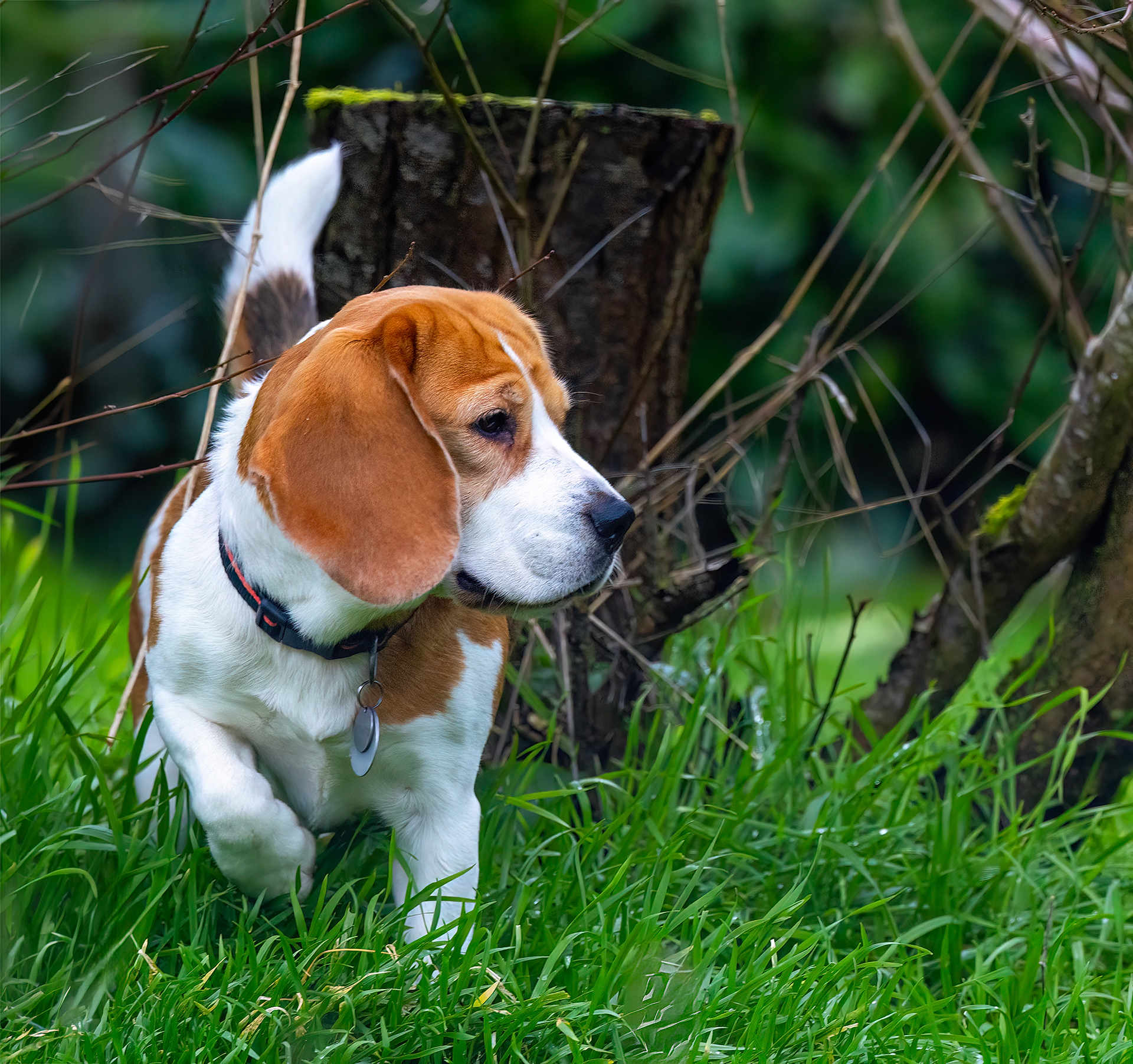 Sam a rejoint le concours — aidez-le/la à gagner de superbes lots ! dog, beagle, grass, forest, nature, outdoor, pet, canine, animal, sniffing, ears, collar, tag, greenery, tree_stump, walking, side_view, fur, mammal, curious