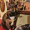 Yumiko participe au concours pour gagner de l'argent avec cette photo : cat, tortoiseshell_cat, pet, animal, sitting, portrait, white_chest, green_eyes, whiskers, ears, fur, tabby_markings, red_blanket, indoor, bedroom, mirror, home_decor, wood_frame, plaid_fabric, cozy