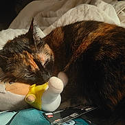 Yumiko participe au concours pour gagner de l'argent avec cette photo : cat, tortoiseshell_cat, sleeping, sleepy, pet, animal, feline, fur, calico, bed, blanket, plush_toy, stuffed_animal, cozy, indoors, close_up, portrait, warm_lighting, relaxed, nap