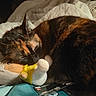 cat, tortoiseshell_cat, sleeping, sleepy, pet, animal, feline, fur, calico, bed, blanket, plush_toy, stuffed_animal, cozy, indoors, close_up, portrait, warm_lighting, relaxed, nap