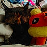 bed, bedding, black_fur, blanket, cat, close_up, cozy, cuddling, furry, indoors, nap, orange_fur, pet, plush_toy, red, relaxed, sleeping, stuffed_animal, tortoiseshell_cat, yellow
