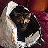 Yumiko participe au concours pour gagner de l'argent avec cette photo : cat, kitten, tortoiseshell, animal, pet, feline, sitting, inside_bag, plastic_bag, shopping_bag, black_and_white, orange_markings, green_eyes, ears, whiskers, indoor, blanket, couch, portrait, funny