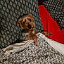 animal, bed, bedroom, blanket, canine, cockerspaniel, couch, cushion, dog, furniture, homedecor, hound, indoors, linen, papillon, pet, puppy, quilt, room, terrier