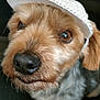 airedale, animal, canine, cap, clothing, cockerspaniel, dog, face, hat, head, hound, person, pet, photography, poodle, portrait, puppy, sunhat, terrier, whitedog