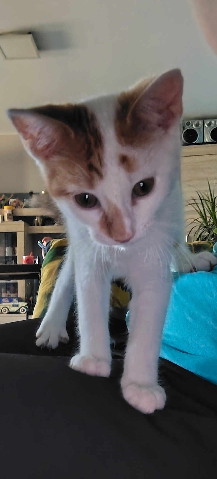 Alvin a rejoint le concours — aidez-le/la à gagner de superbes lots ! kitten, cat, indoor, curious, white_fur, brown_fur, pet, animal, paw, closeup, feline, houseplant, furniture, shelf, toy_car, living_room, young_cat, domestic_cat, cute, whiskers