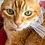 abyssinian, accessories, angora, animal, cat, citrusfruit, food, formalwear, fruit, kitten, manx, orange, pet, plant, produce, tie