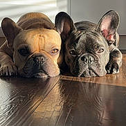 Chubbs And Beau is registered to the contest to win money with this photo: dog, french_bulldog, pet, animal, lying_down, floor, wooden_floor, sunlight, shadow, close_up, two_dogs, companion, cute, domestic_animal, indoor, relaxed, face, ears, resting, portrait