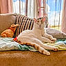 cat, couch, pillow, plush_toy, window, curtain, sunlight, indoor, relaxing, striped_pillow, white_cat, orange_cat, pet, cozy, home, furniture, soft_toy, sleepy_cat, comfortable, daylight