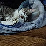 Kaiju is registered to the contest to win money with this photo: cat, cone, sleeping, blanket, cozy, resting, pet, indoor, feline, comfort, fur, whiskers, soft, cute, animal, relaxation, domestic, nap, blue, brown