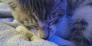 Kaiju joined the competition — help win amazing prizes! kitten, sleeping, cat, close_up, indoor, blanket, soft, fur, resting, cute, animal, pet, cozy, whiskers, ears, feline, peaceful, young, texture, comfort