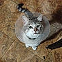 Kaiju is registered to the contest to win money with this photo: cat, cone, protective_collar, pet, animal, feline, curious, green_eyes, looking_up, indoor, floor_tiles, tail, whiskers, ears, domestic_animal, house_pet, tabby_cat, sitting, chair_leg, close_up