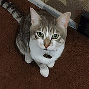 Kaiju is registered to the contest to win money with this photo: cat, pet, animal, indoor, carpet, brown, gray, white, green_eyes, curious, feline, sitting, looking_up, shadow, collar, tag, fur, whiskers, ears, wall