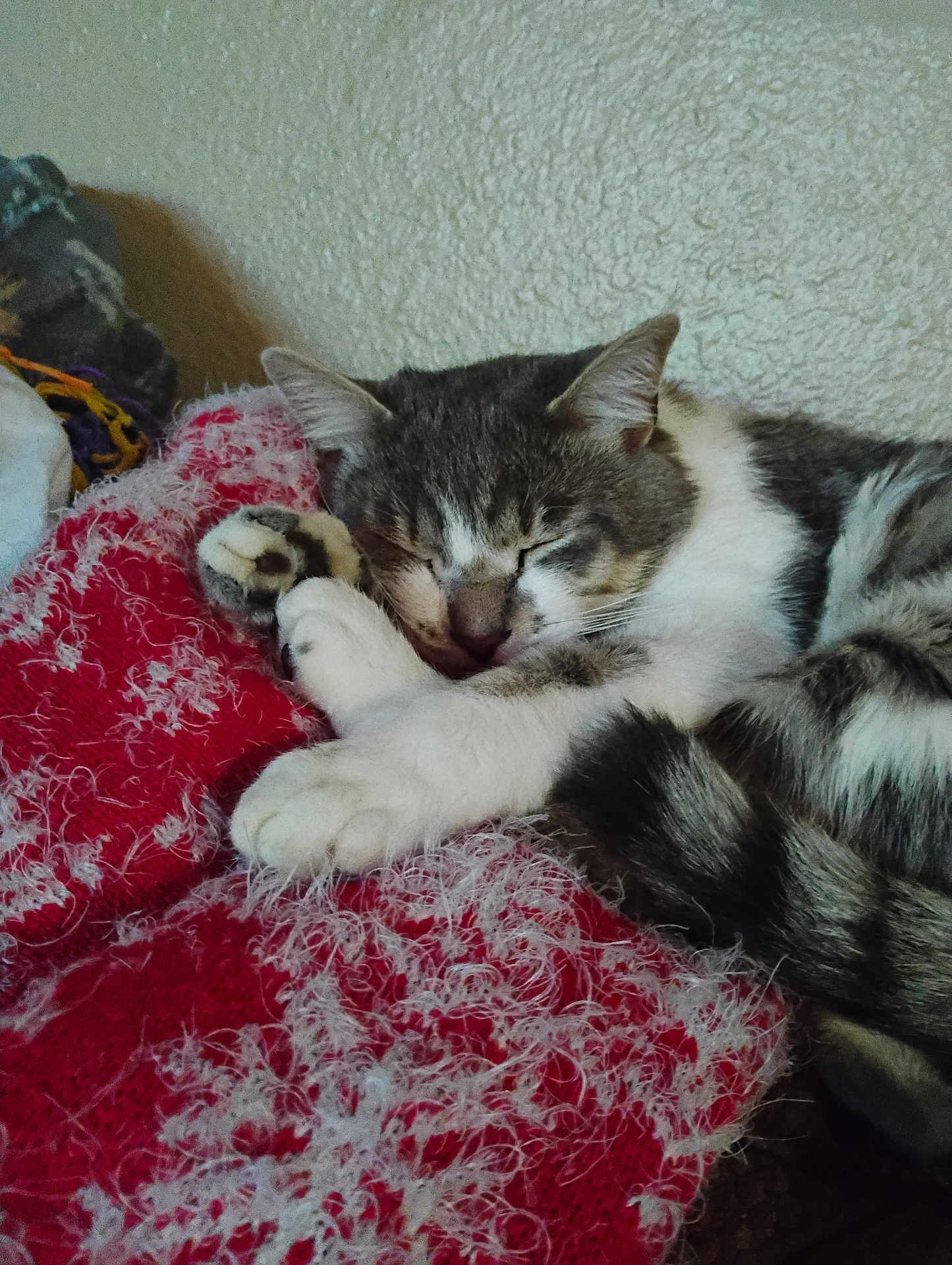 Kaiju joined the competition — help win amazing prizes! cat, sleeping, feline, cozy, blanket, red, white, fur, paw, tail, resting, indoor, cute, pet, domestic_animal, relaxation, closeup, texture, wall, comfort