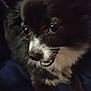 Goku joined the competition — help win amazing prizes! dog, close_up, pet, fur, black_and_white, animal, cute, face, eyes, whiskers, nose, collar, small_dog, indoor, dark, blurred, portrait, looking_away, canine, furry