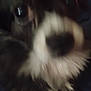 Goku joined the competition — help win amazing prizes! dog, close_up, blurry, nose, eye, fur, pet, animal, face, portrait, black_and_white, whiskers, snout, muzzle, indoor, furry, cute, companion, canine, domestic
