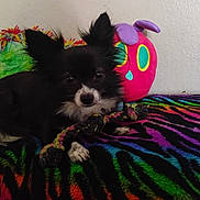 Goku is registered to the contest to win money with this photo: dog, toy, rope_toy, blanket, colorful, plush_toy, caterpillar, indoor, pet, animal, black_and_white, small_dog, fur, ears, paw, resting, cute, cozy, wall, laying_down
