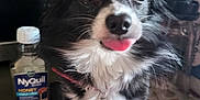 Goku is registered to the contest to win money with this photo: dog, small_dog, black_and_white, tongue_out, pet, collar, indoor, blanket, kitchen, microwave, bottle, nyquil, fur, cute, animal, portrait, close_up, whiskers, pet_tag, playful