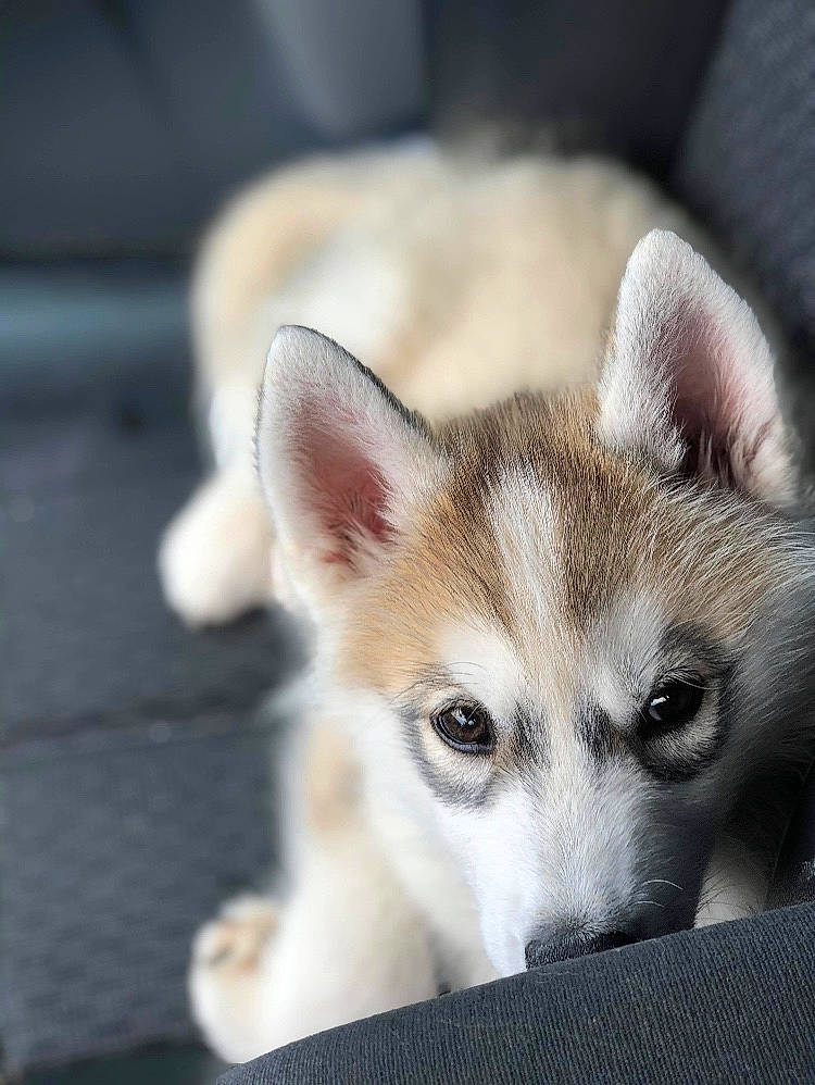Inna participe au concours pour gagner de l'argent avec cette photo : alaskan_klee_kai, alaskan_malamute, canidae, carnivore, dog, dog_breed, mammal, miniature_siberian_husky, northern_inuit_dog, puppy, rare_breed_dog, saarloos_wolfdog, sakhalin_husky, siberian_husky, sled_dog, snout, tamaskan_dog, vertebrate, wolfdog, working_dog