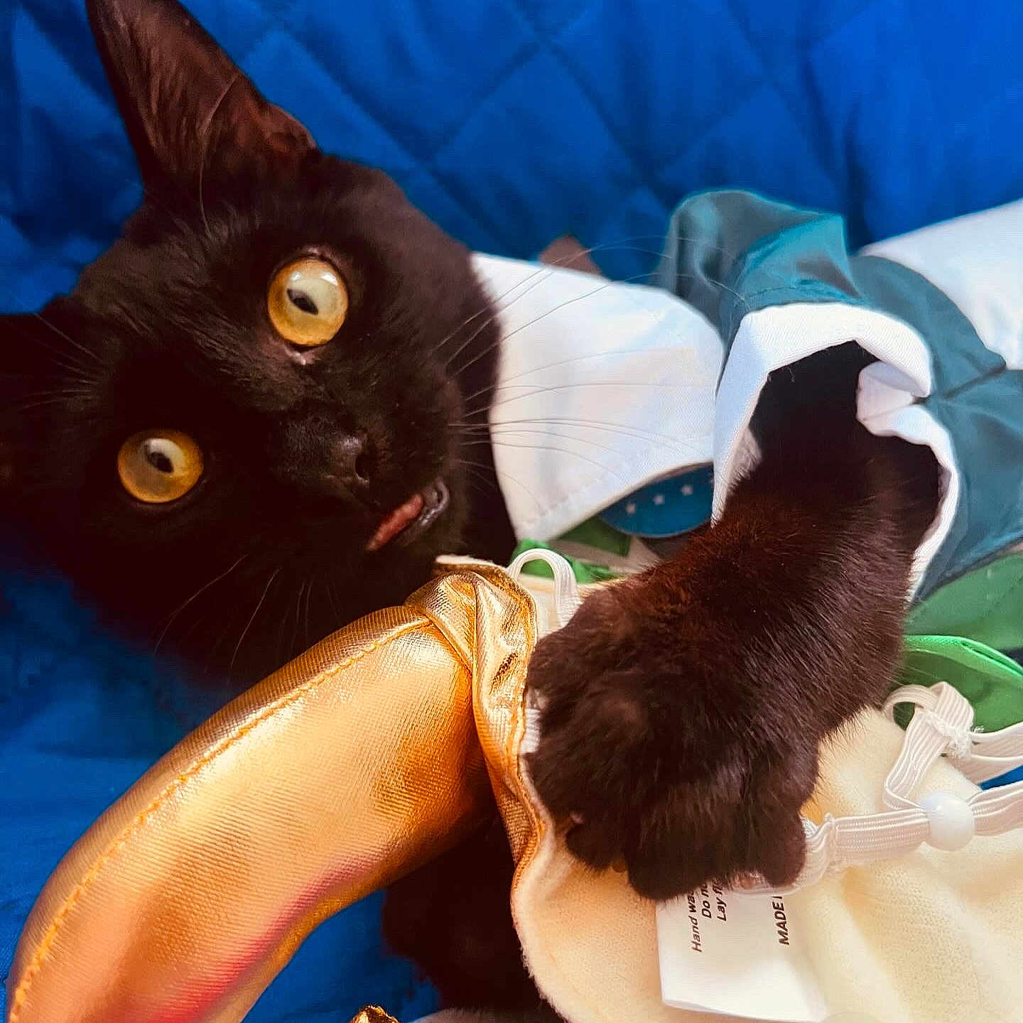 Loki is registered to the contest to win money with this photo: abyssinian, animal, blackcat, blanket, cat, clothing, cushion, doctor, footwear, furniture, glove, homedecor, kitten, person, pet, rat, rodent, shoe, sneaker, toy