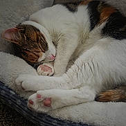 Sweetie joined the competition — help win amazing prizes! animal, cat, comfort, cozy, curled_up, cute, domestic_cat, feline, fluffy, fur, indoor, nap, paws, pet, pink_paws, relaxed, resting, sleeping, soft_bed, whiskers