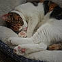 animal, cat, comfort, cozy, curled_up, cute, domestic_cat, feline, fluffy, fur, indoor, nap, paws, pet, pink_paws, relaxed, resting, sleeping, soft_bed, whiskers