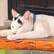 Dipsydoo is registered to the contest to win money with this photo: cat, white_cat, black_spots, sleeping, resting, collar, wooden_surface, indoor, pet, animal, feline, relaxation, close_up, fur, ears, whiskers, paw, napping, domestic_cat, cute