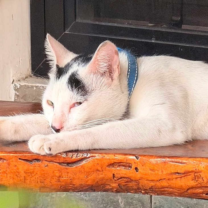 Dipsydoo is registered to the contest to win money with this photo: animal, black_spots, cat, close_up, collar, cute, domestic_cat, ears, feline, fur, indoor, napping, paw, pet, relaxation, resting, sleeping, whiskers, white_cat, wooden_surface