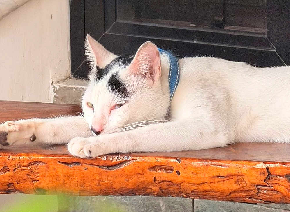 Dipsydoo is registered to the contest to win money with this photo: cat, white_cat, black_spots, sleeping, resting, collar, wooden_surface, indoor, pet, animal, feline, relaxation, close_up, fur, ears, whiskers, paw, napping, domestic_cat, cute