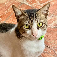Lalabear joined the competition — help win amazing prizes! cat, close_up, yellow_eyes, green_collar, curious, pet, animal, feline, whiskers, ears, fur, indoor, floor, tile, portrait, looking, sitting, domestic_cat, mammal, cute