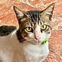 cat, close_up, yellow_eyes, green_collar, curious, pet, animal, feline, whiskers, ears, fur, indoor, floor, tile, portrait, looking, sitting, domestic_cat, mammal, cute