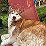 Locky participe au concours pour gagner de l'argent avec cette photo : dog, husky, animal, outdoor, chair, red_chair, grass, garden, pet, fur, relaxed, canine, summer, nature, backyard, resting, portrait, daylight, leisure, domestic_animal