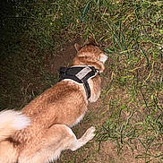 Locky a rejoint le concours — aidez-le/la à gagner de superbes lots ! dog, canine, animal, outdoor, grass, dirt, night, harness, sniffing, digging, pet, fur, tail, nature, greenery, flash, closeup, brown, white, exploration