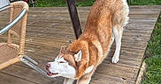 Locky a rejoint le concours — aidez-le/la à gagner de superbes lots ! animal, backyard, canine, chair, daylight, dog, fur, furniture, garden, greenery, happy, husky, nature, outdoor, pet, playful, relaxation, stretching, tail, wooden_deck