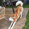 Locky a rejoint le concours — aidez-le/la à gagner de superbes lots ! dog, husky, stretching, wooden_deck, outdoor, garden, greenery, chair, furniture, pet, canine, happy, playful, fur, tail, daylight, backyard, nature, animal, relaxation