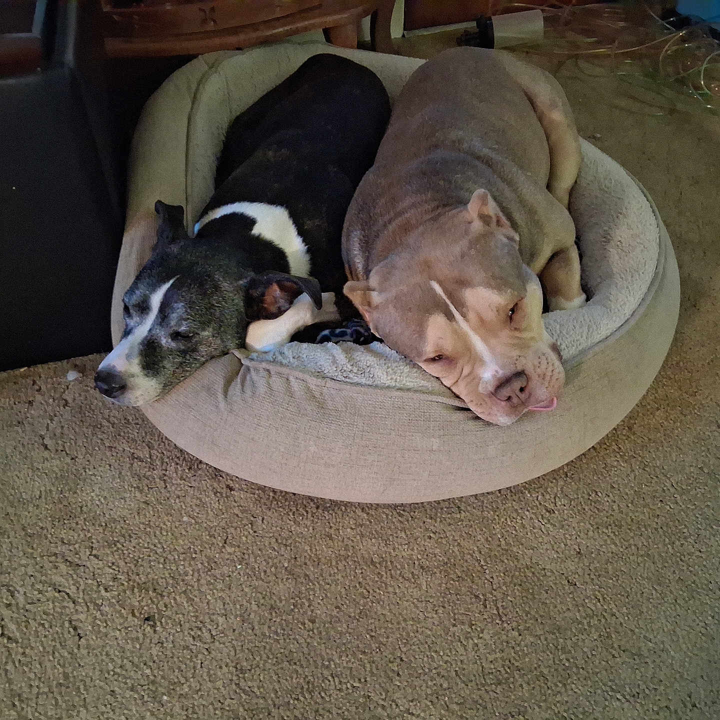 Rebel And Buddha joined the competition — help win amazing prizes! animal, bed, brown, canine, carpet, close_up, companion, cozy, cute, dog, domestic_animal, furniture, indoor, living_room, pet, relaxation, resting, sleepy, tongue_out, two_dogs