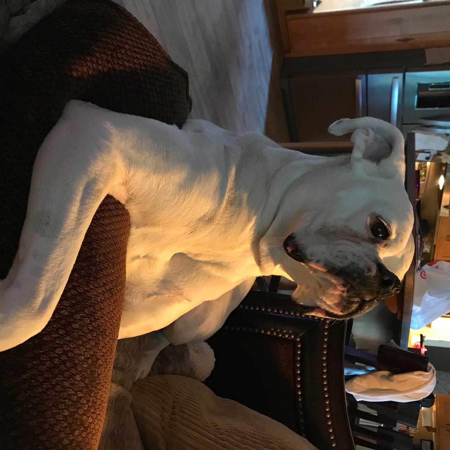 Abby is registered to the contest to win money with this photo: art, carnivore, fawn, snout