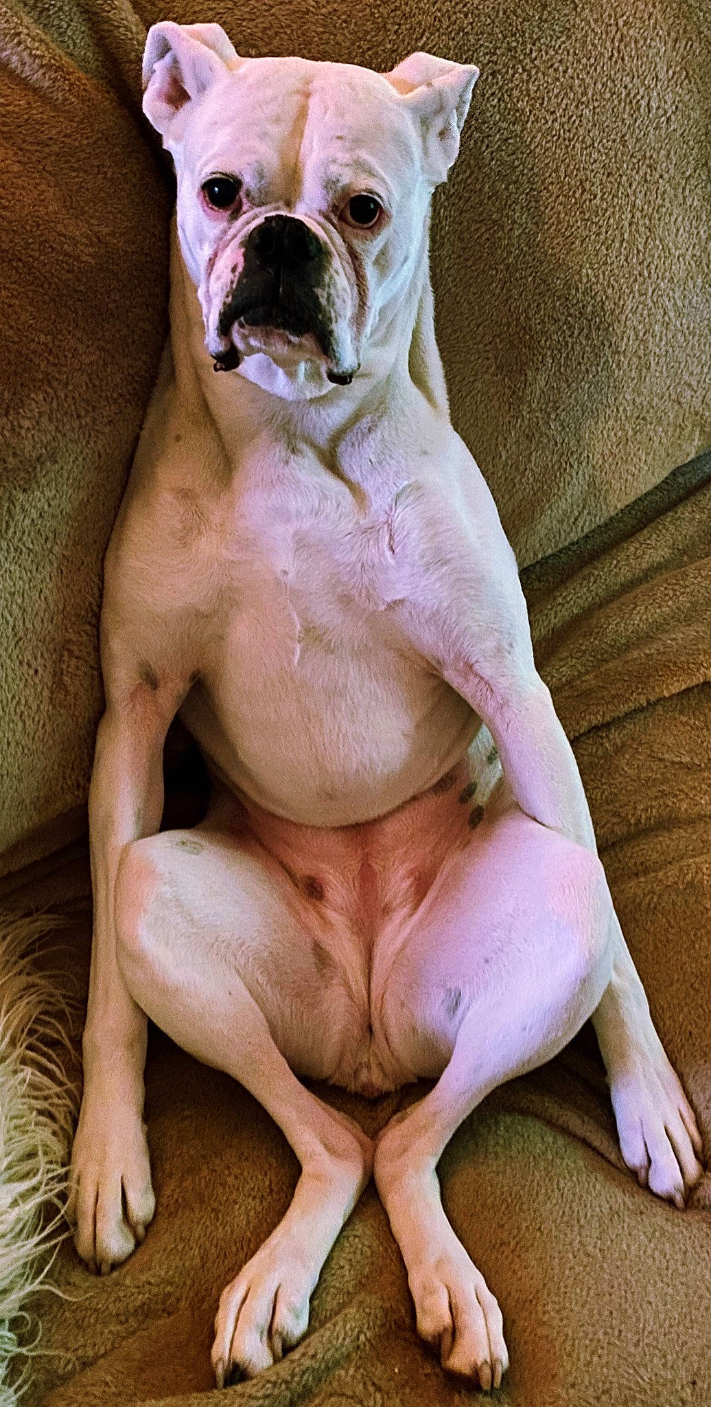 Abby is registered to the contest to win money with this photo: american_bulldog, ancient_dog_breeds, bulldog, canidae, carnivore, companion_dog, cordoba_fighting_dog, dog, dog_breed, dorset_olde_tyme_bulldogge, fawn, mammal, non_sporting_group, puppy_love, rare_breed_dog, snout, toy_bulldog, valley_bulldog, vertebrate, white_english_bulldog