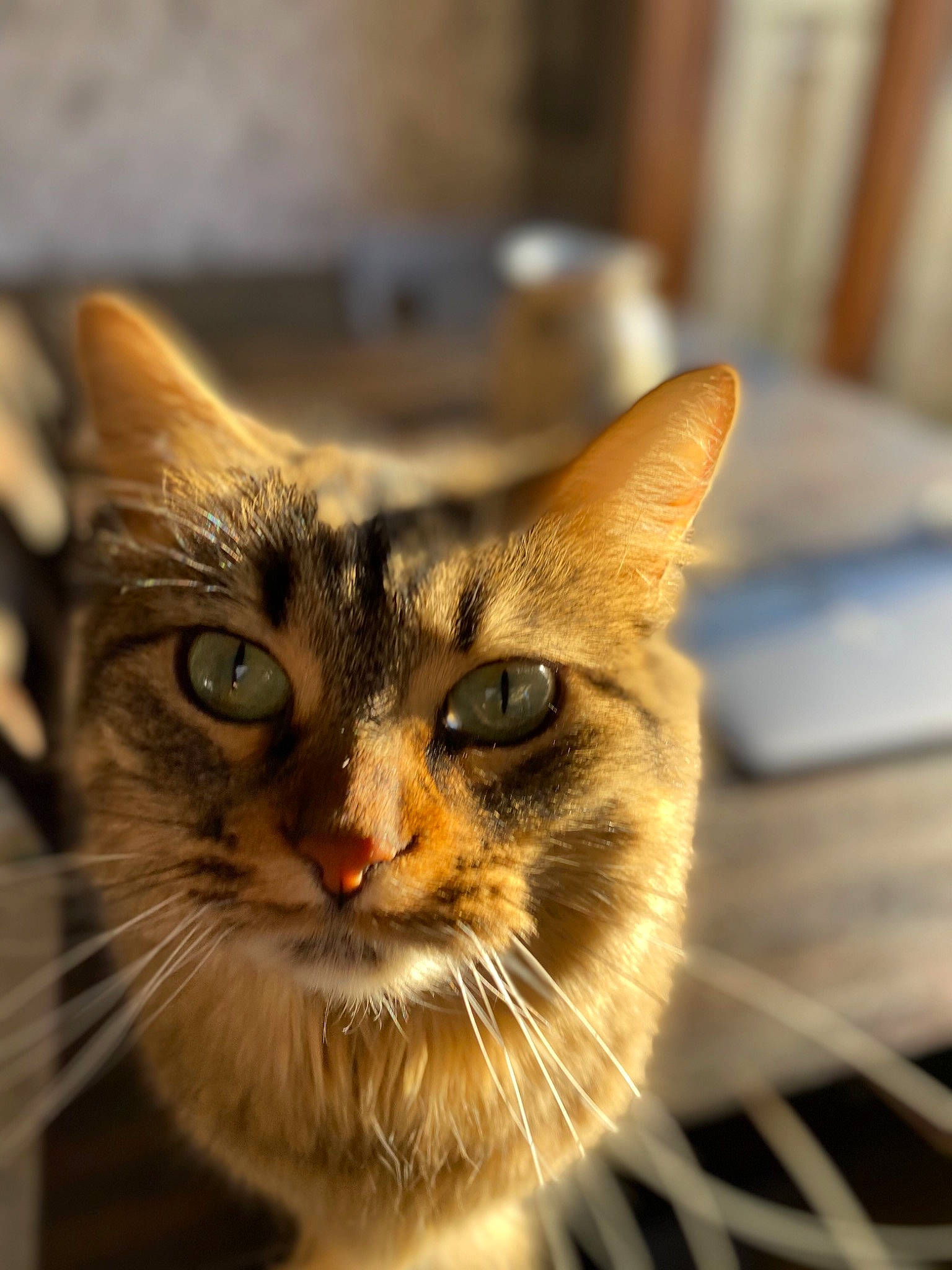 Peanut is registered to the contest to win money with this photo: aegean_cat, asian, bengal, carnivore, cat, close_up, domestic_short_haired_cat, european_shorthair, eye, felidae, kitten, mammal, ojos_azules, small_to_medium_sized_cats, snapshot, snout, somali, tabby_cat, vertebrate, whiskers