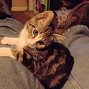 Buttercup joined the competition — help win amazing prizes! animal, boots, cat, companion, cozy, cute, domestic, fur, indoor, jeans, kitten, lap, looking_up, pet, relaxed, small, soft, striped, tabby, whiskers