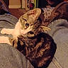 kitten, cat, pet, animal, indoor, jeans, boots, lap, fur, cute, whiskers, tabby, striped, relaxed, looking_up, domestic, cozy, soft, small, companion