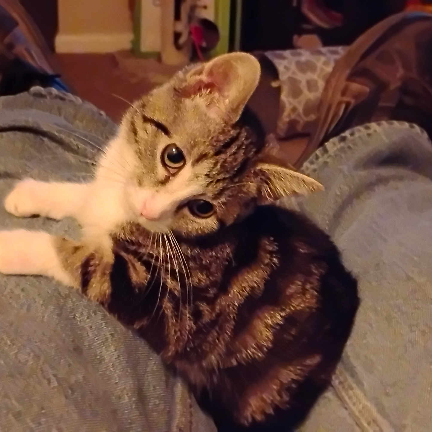 Buttercup joined the competition — help win amazing prizes! animal, boots, cat, companion, cozy, cute, domestic, fur, indoor, jeans, kitten, lap, looking_up, pet, relaxed, small, soft, striped, tabby, whiskers