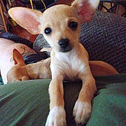 Biscuit joined the competition — help win amazing prizes! puppy, dog, tan, ears, cute, indoor, couch, furniture, sleeping_dog, pet, animal, closeup, curious, cozy, home, resting, paws, young_dog, domestic, companion