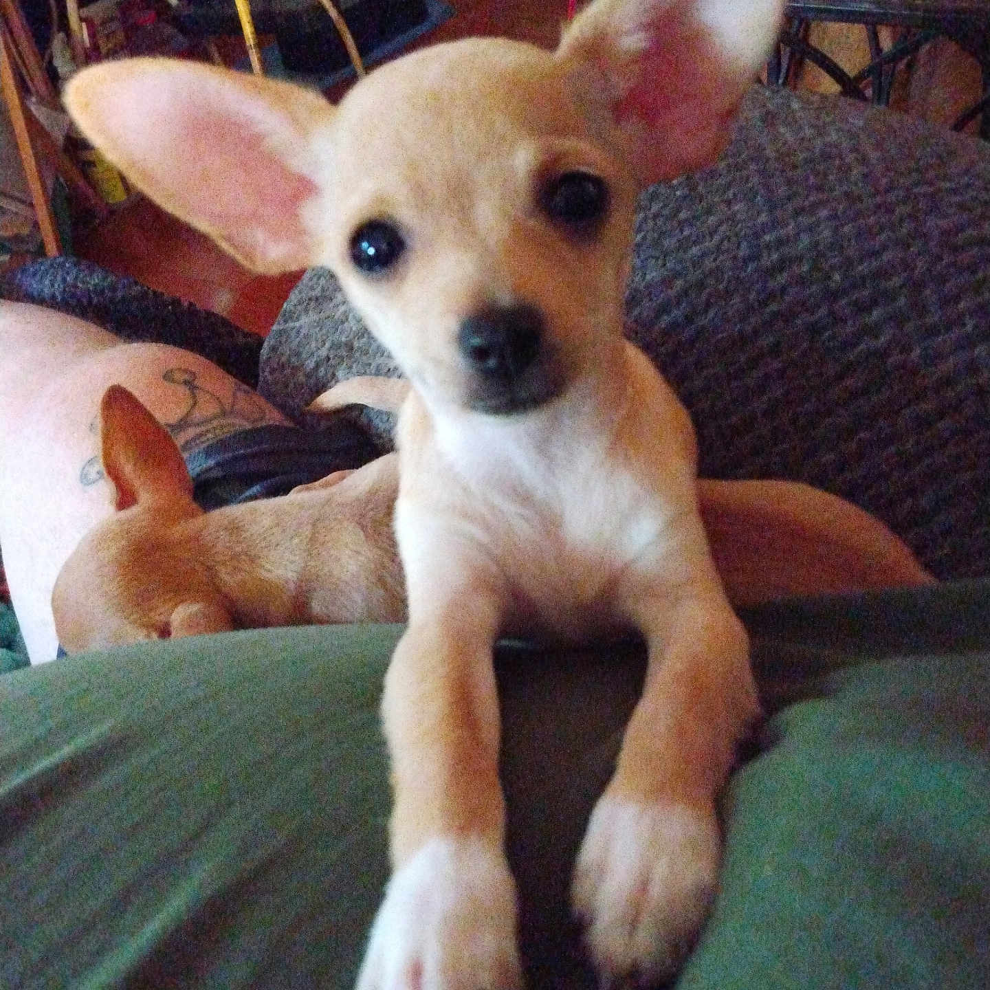 Biscuit joined the competition — help win amazing prizes! animal, closeup, companion, couch, cozy, curious, cute, dog, domestic, ears, furniture, home, indoor, paws, pet, puppy, resting, sleeping_dog, tan, young_dog